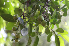 Diospyros kaki